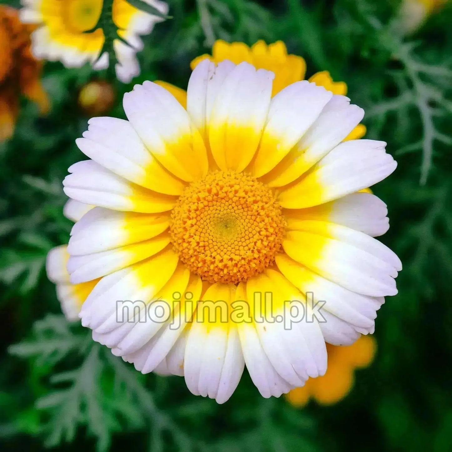 Close-up of a Chrysanthemum double flower