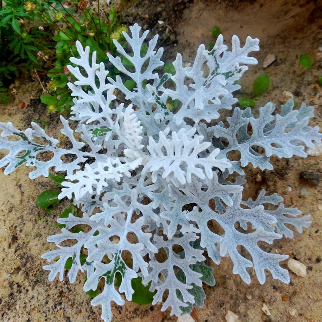 Silverdust - Seeds (WINTER)