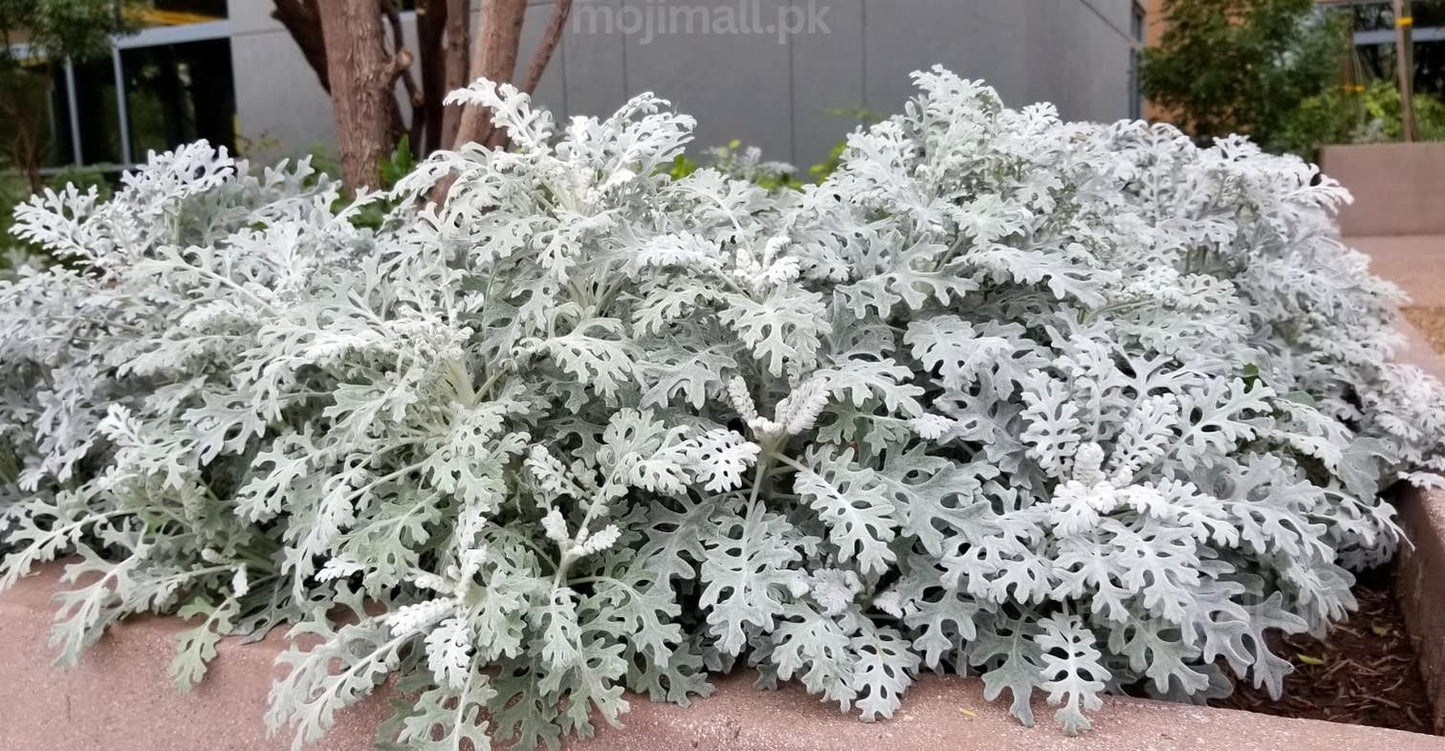Silverdust – Seeds-Moji Mall