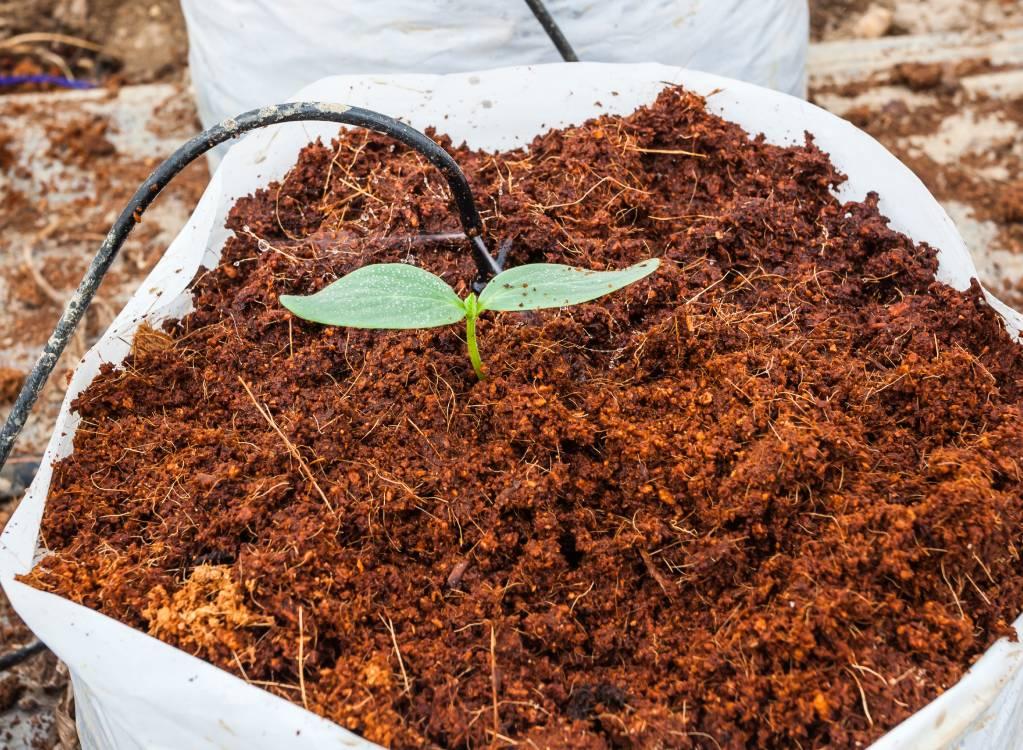Coco peat Block – 60-70 Liter (local)-Moji Mall Pakistan