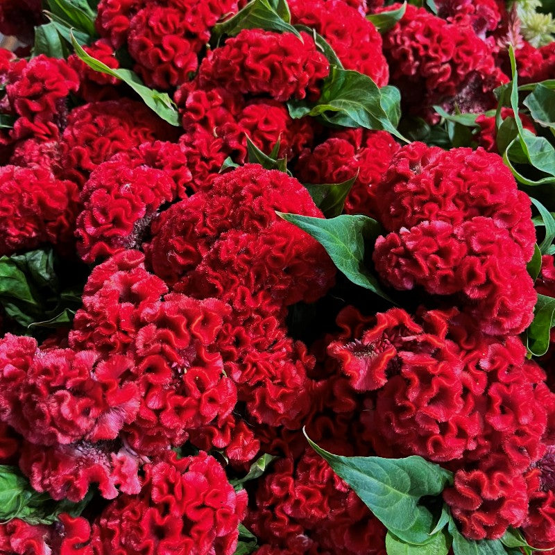 Cockscomb Red – 100+ Seeds (SUMMER)