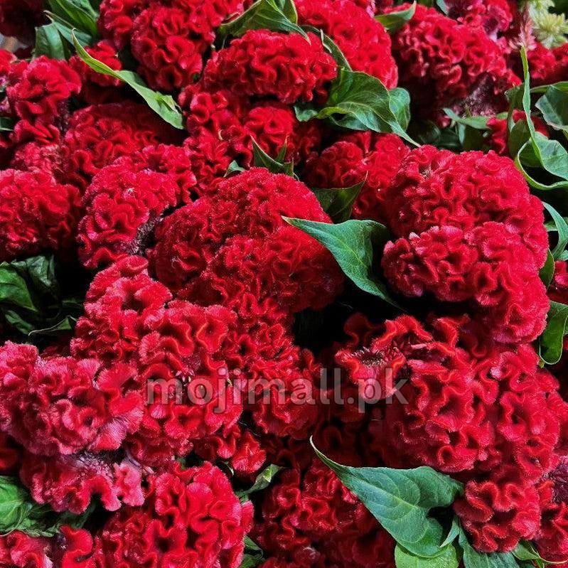 Ruffled red cockscomb blooms among green leaves, illustrating Moji Mall’s red cockscomb seeds in Pakistan