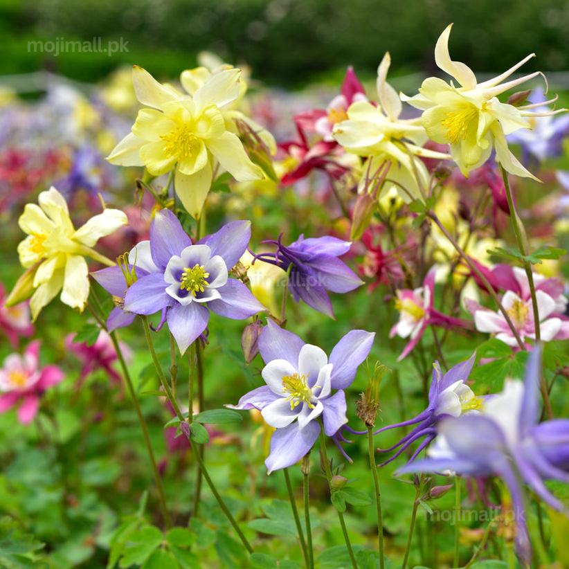 Colorful Columbine flowers including yellow, purple, and white in a garden setting