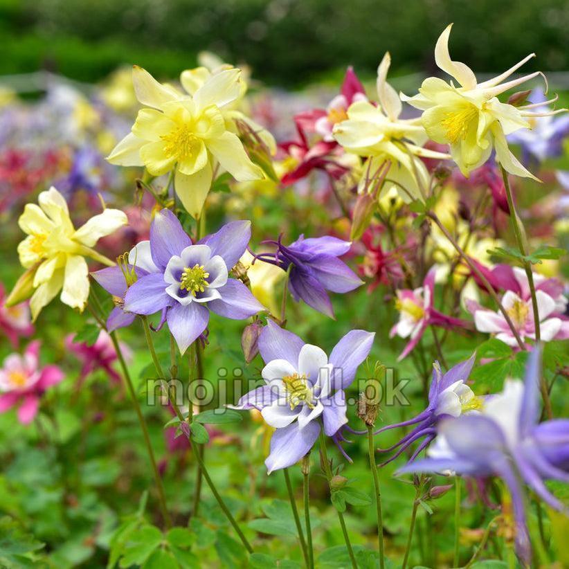 Colorful Columbine flowers including yellow, purple, and white in a garden setting