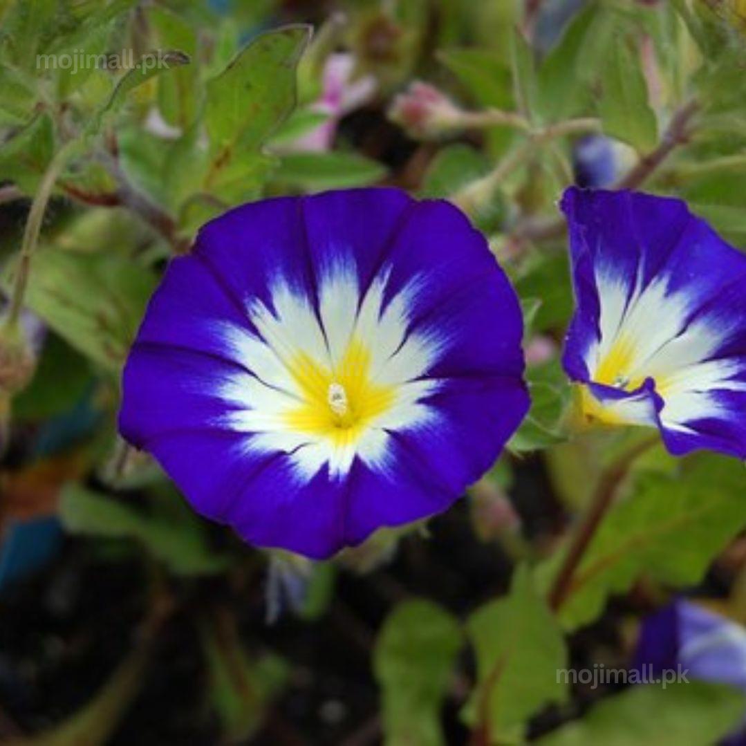 Convolvulus tricolor Royal Ensign – 30+ Seeds-Moji Mall