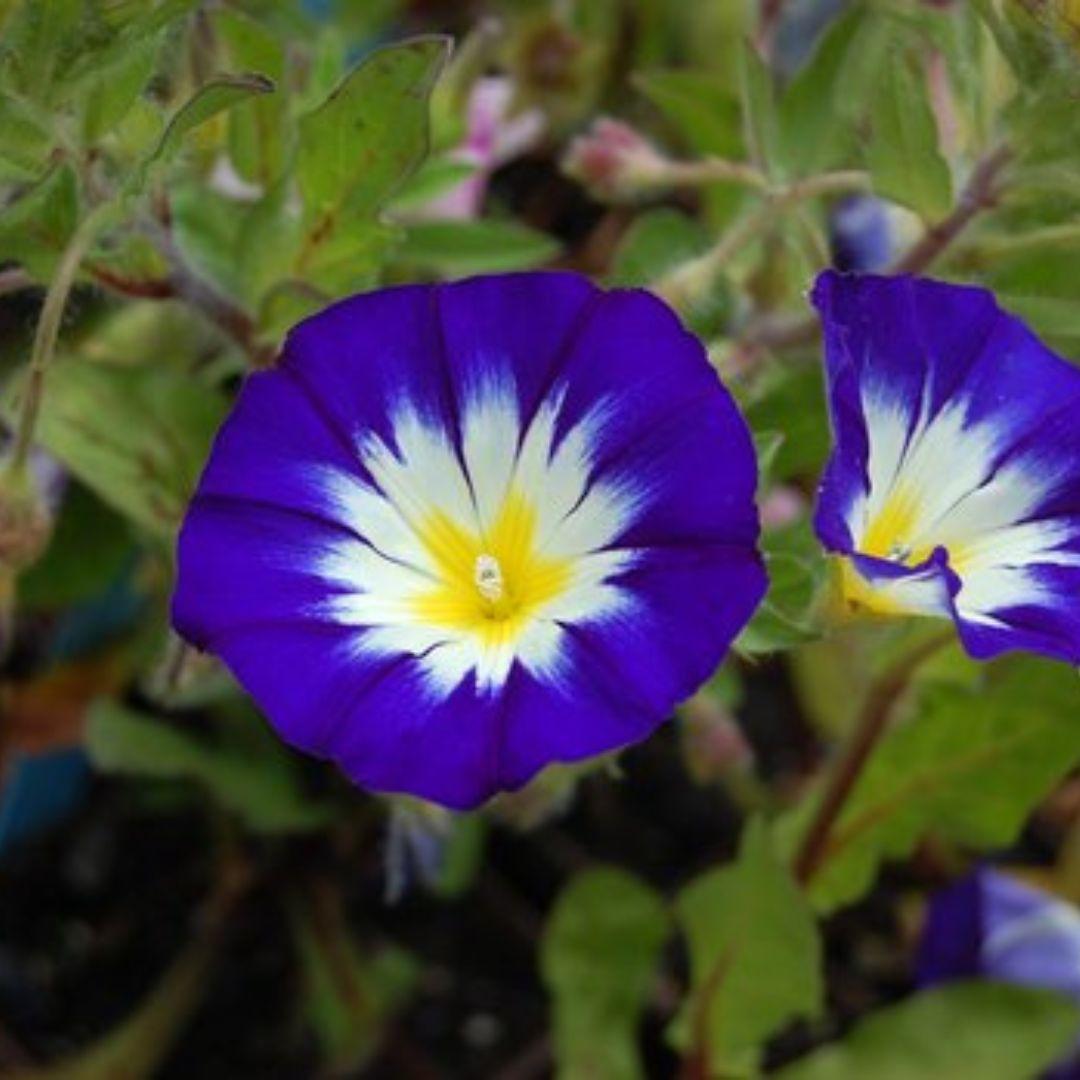 Convolvulus tricolor Royal Ensign – 30+ Seeds-Moji Mall