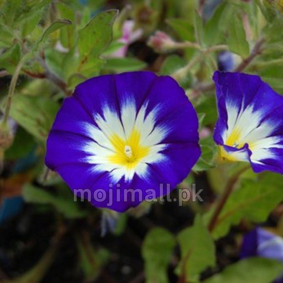 Convolvulus Royal Ensign flower close-up with purple, white and yellow bands in Moji Mall's Pakistan flower seed listing