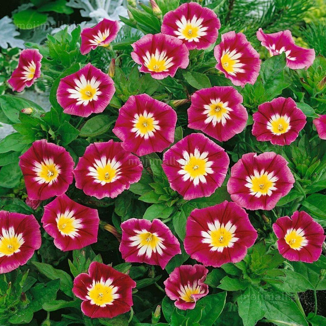 Convolvulus tricolor minor Red Ensign – 30+ Seeds-Moji Mall