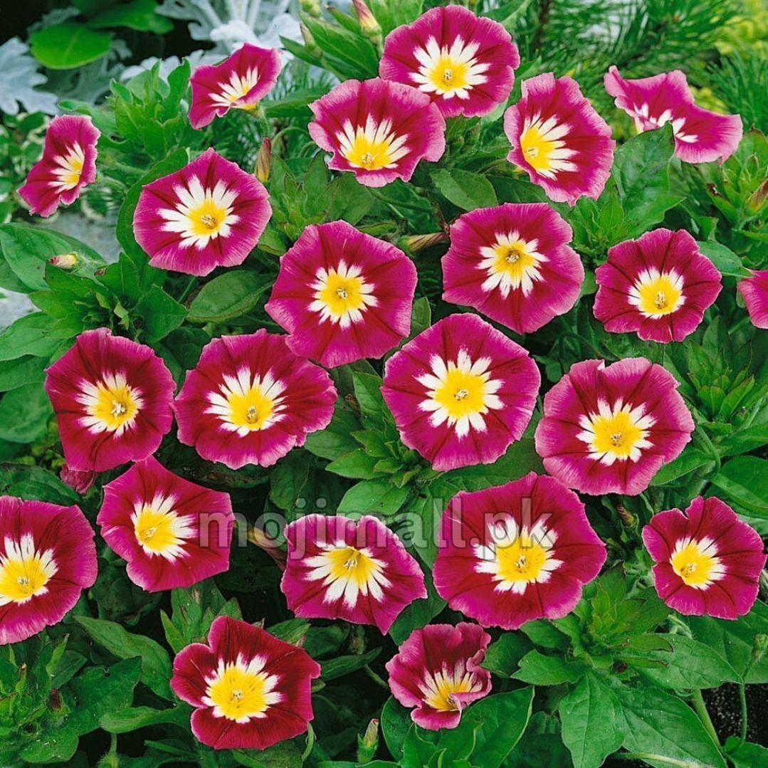 Convolvulus tricolor minor Red Ensign – 30+ Seeds-Moji Mall