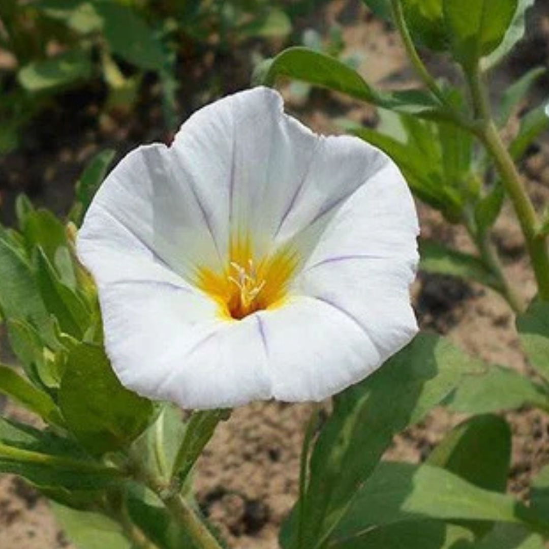 Convolvulus tricolor minor White Ensign – 30+ Seeds-Moji Mall