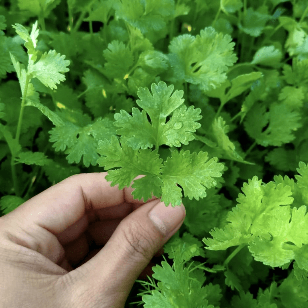 Coriander – F1 Hybrid Seeds