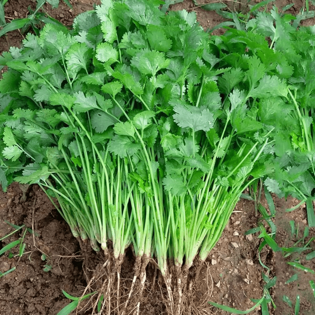 Coriander (دیسی دھنیے کے بیج) – 500+ Seeds