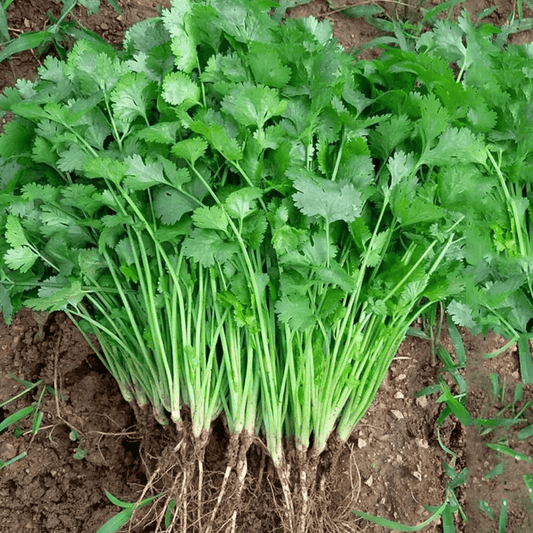 Coriander (دیسی دھنیے کے بیج) – 500+ Seeds