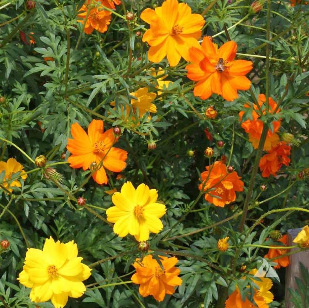 Cosmos Sulphureus Mixed – 25+ Seeds-Moji Mall