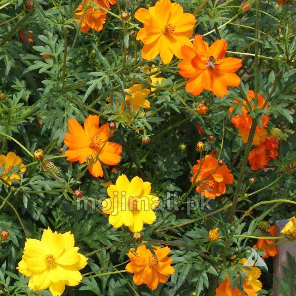 Cosmos Sulphureus Mixed – 25+ Seeds-Moji Mall
