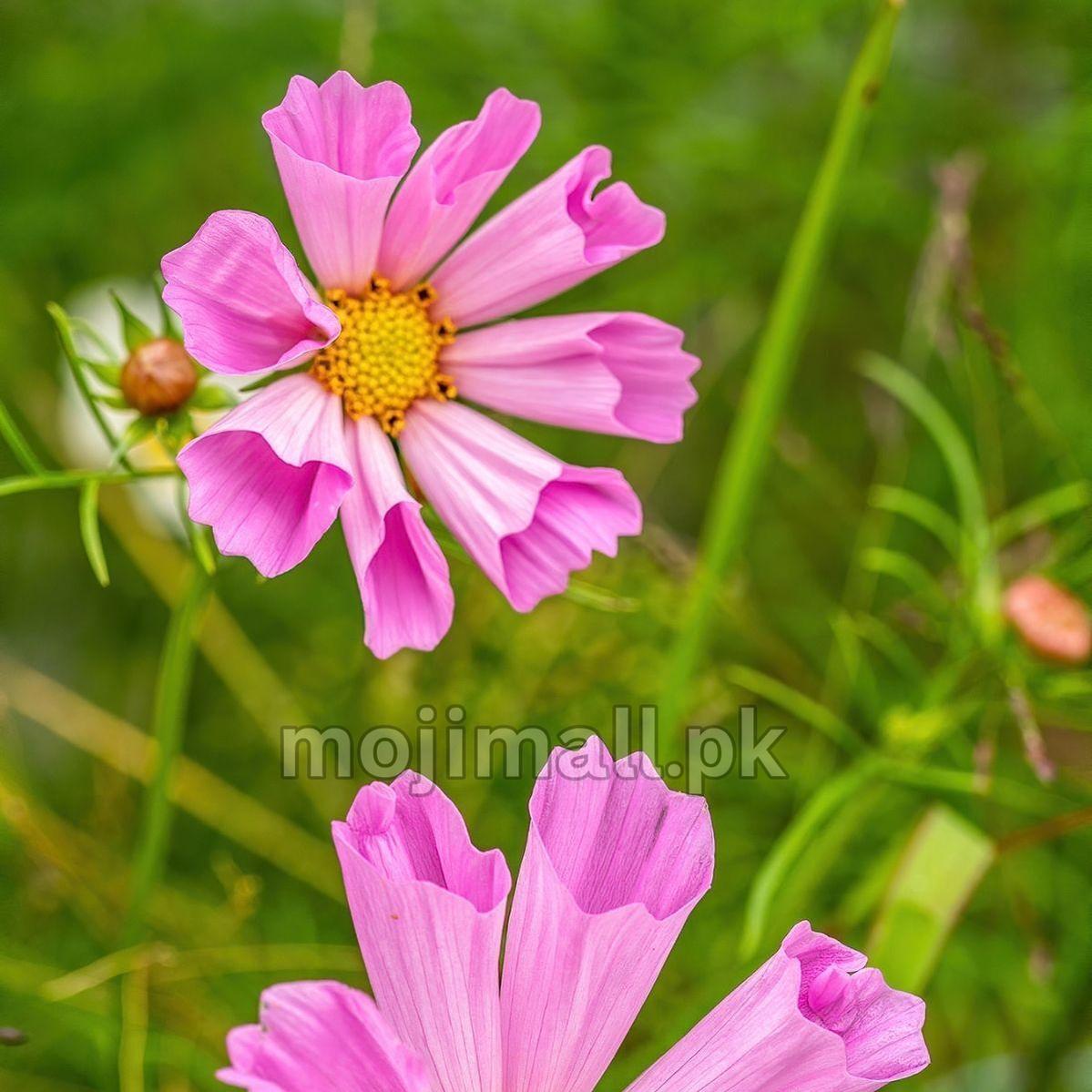 Close-up of a pink Cosmos Sea Shells flower grown from seeds