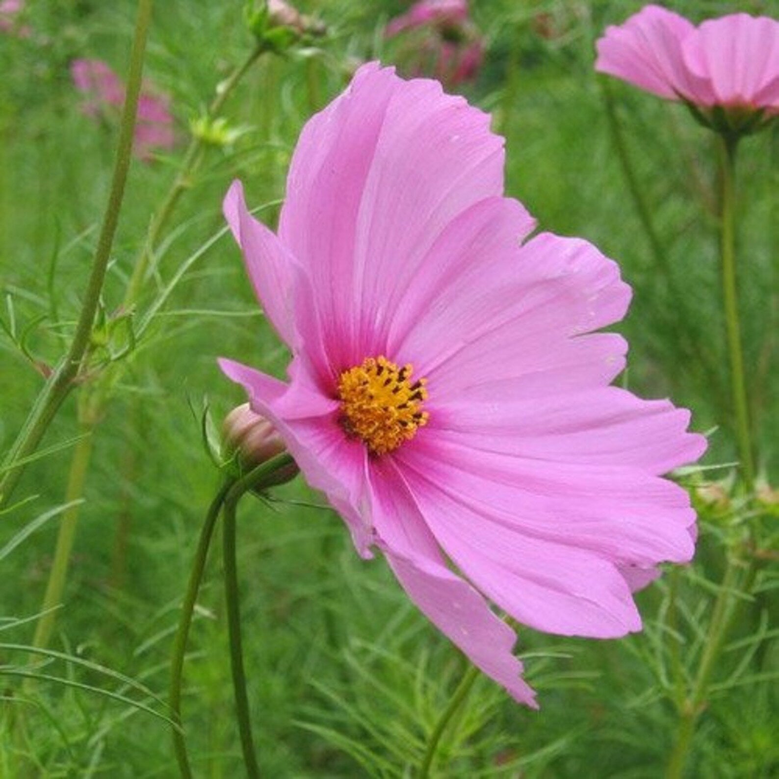 Cosmos Pink flower with a yellow center in a field