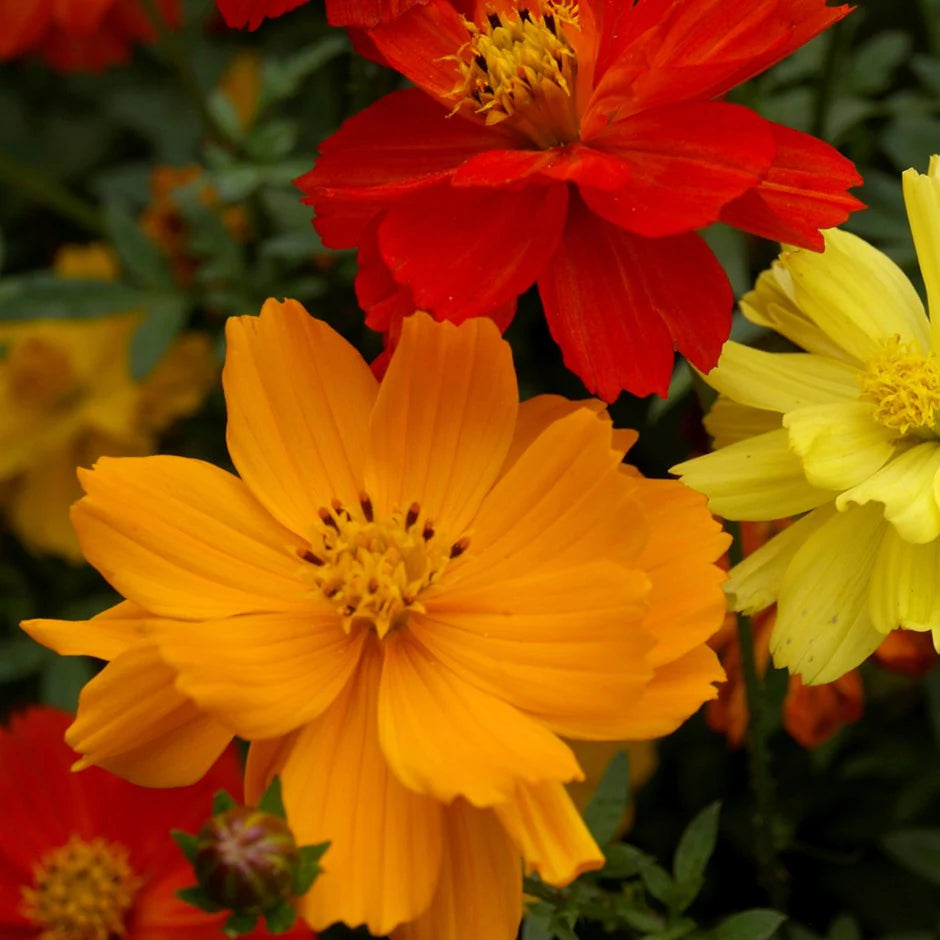 Cosmos Sulphureus Mixed - 25+ Seeds