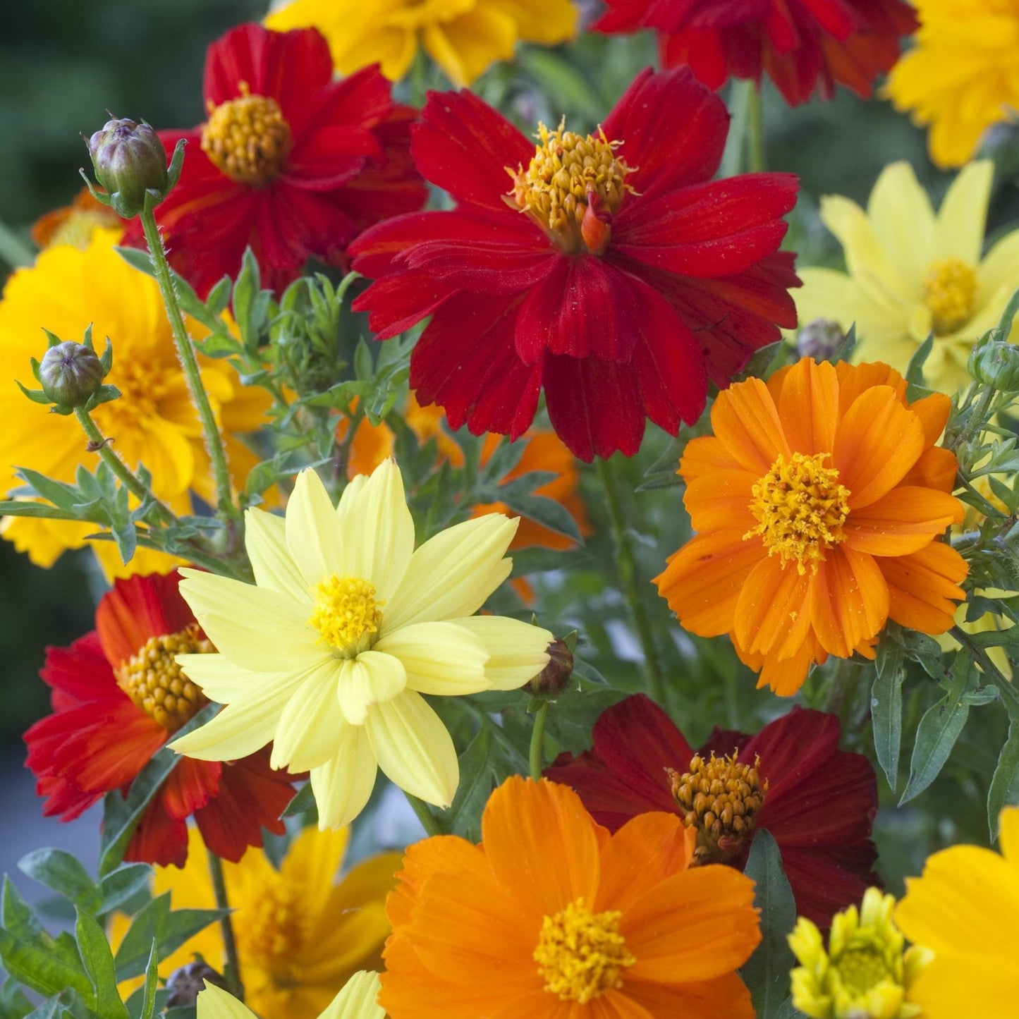 Cosmos Sulphureus Mixed - 25+ Seeds