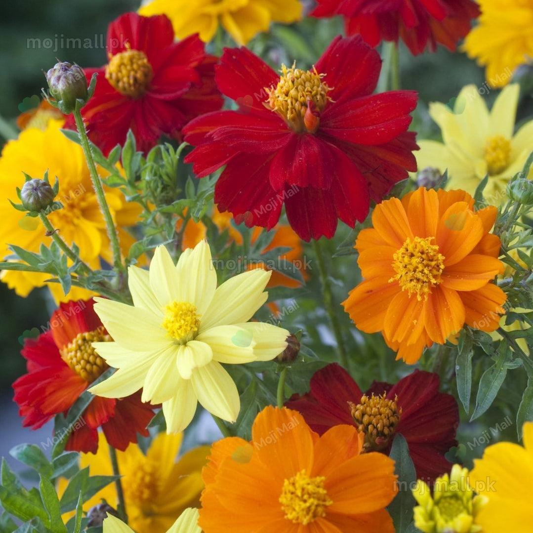 Cosmos Sulphureus (Carpet) Mixed – 25+ Seeds-Moji Mall