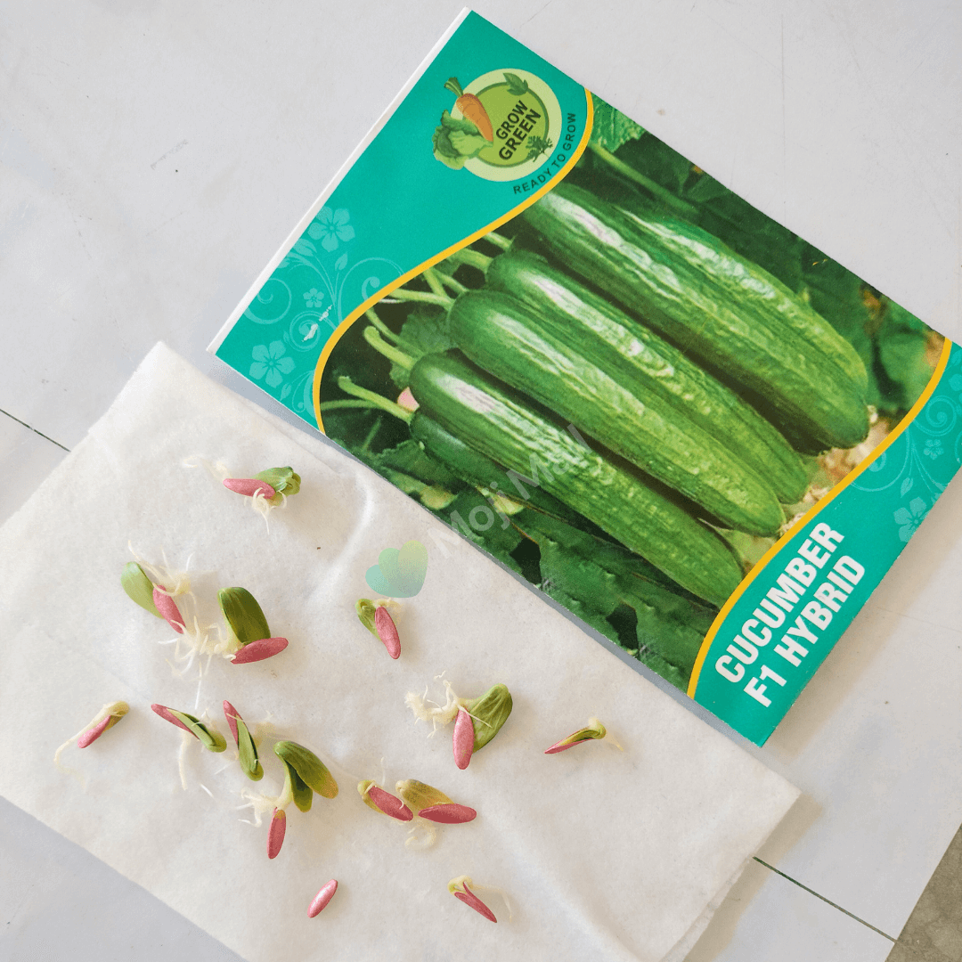 Cucumber (کھیرا) - F1 Hybrid 10+ Seeds