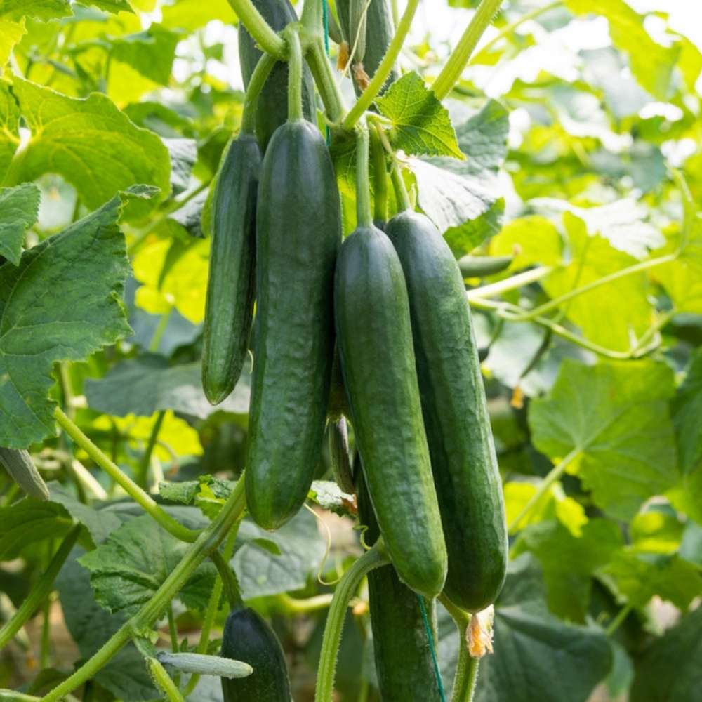 Cucumber (کھیرا) - F1 Hybrid 10+ Seeds