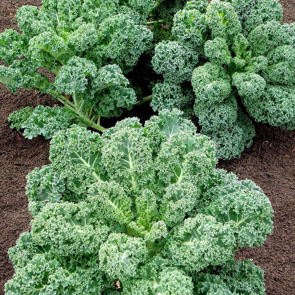 Curly Kale - Seeds-Moji Mall