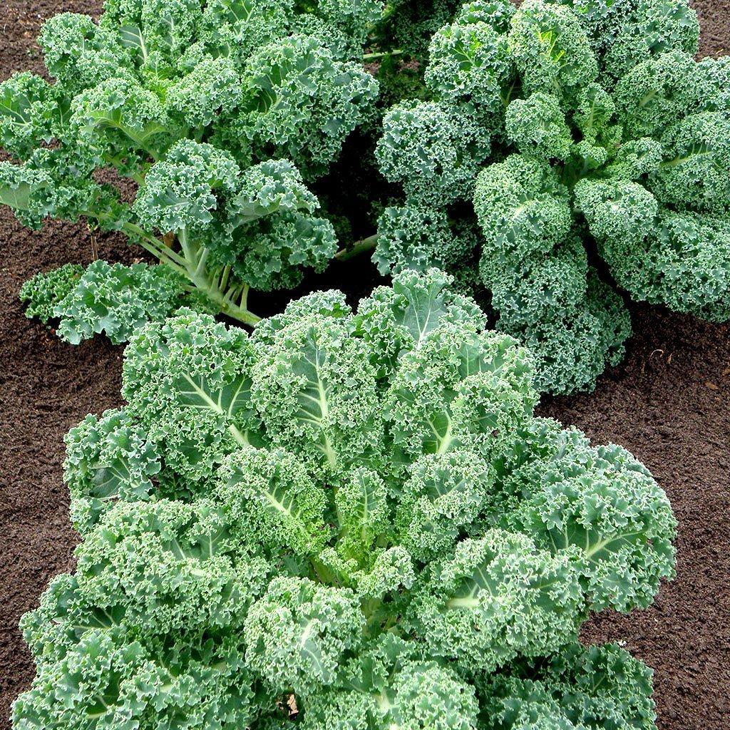 Curly Kale - Seeds-Moji Mall