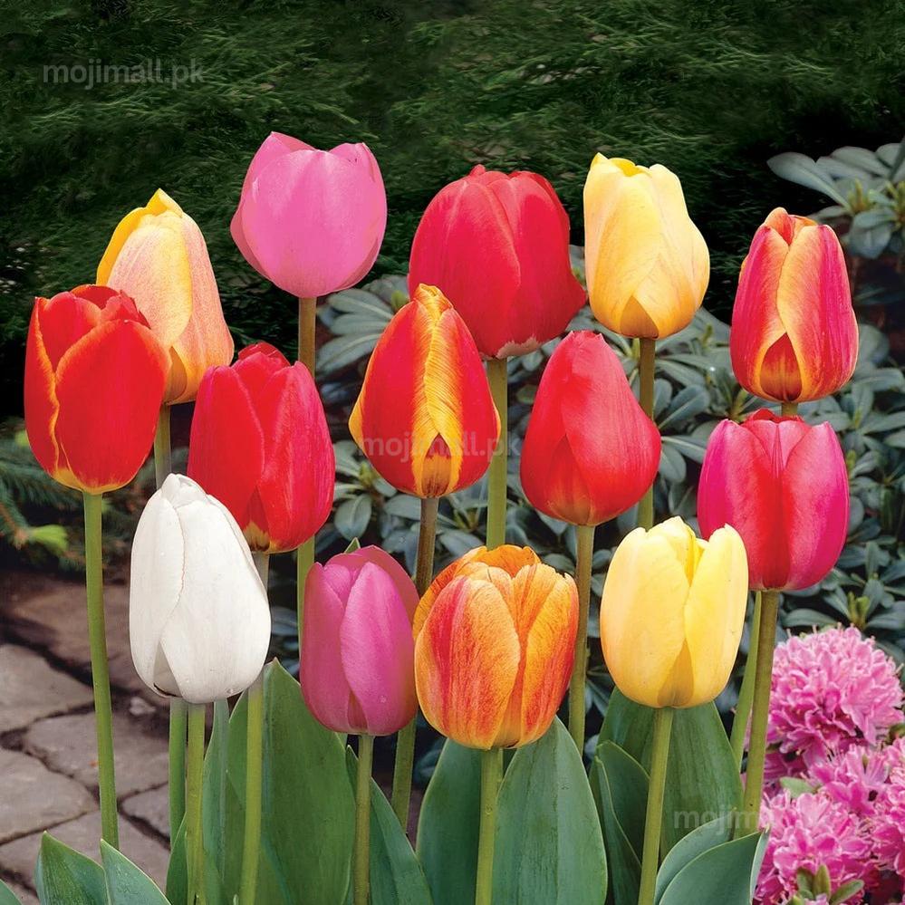 Pack of 3 Tulip Darwin Flower Bulbs (imported) Mix Colors-Moji Mall