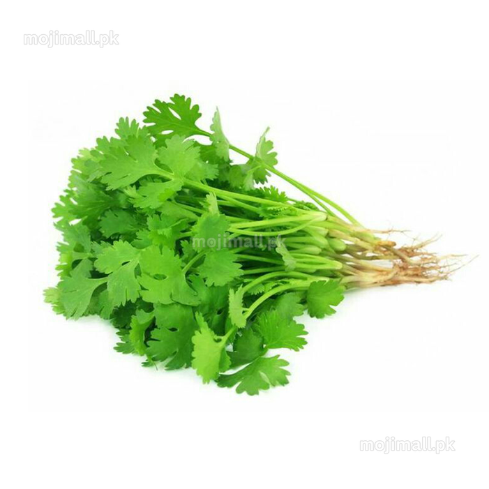 Coriander – 500+ Seeds-Moji Mall Pakistan