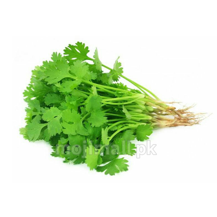 Coriander – 500+ Seeds-Moji Mall Pakistan