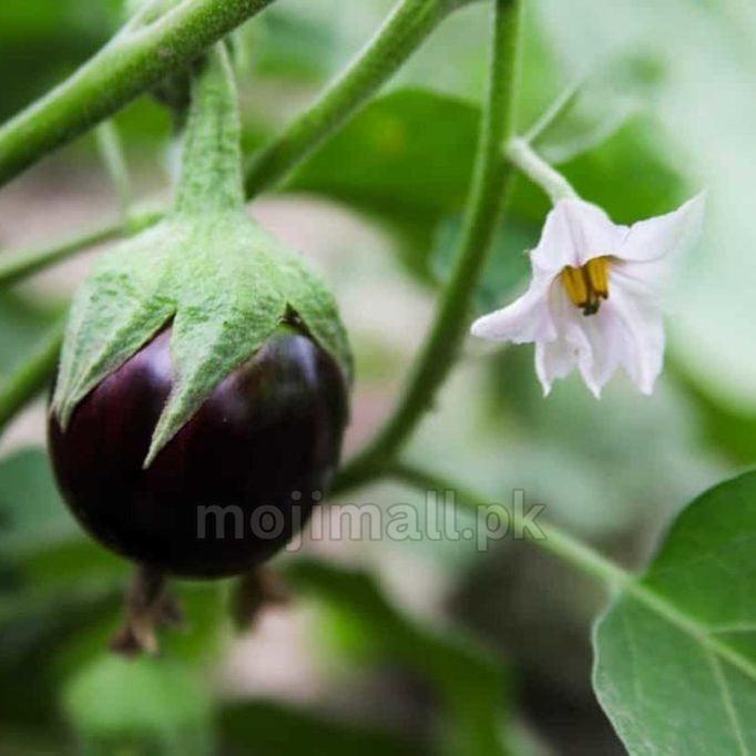 Brinjal (دیسی بینگن کے بیج) – 150+ Seeds-Moji Mall