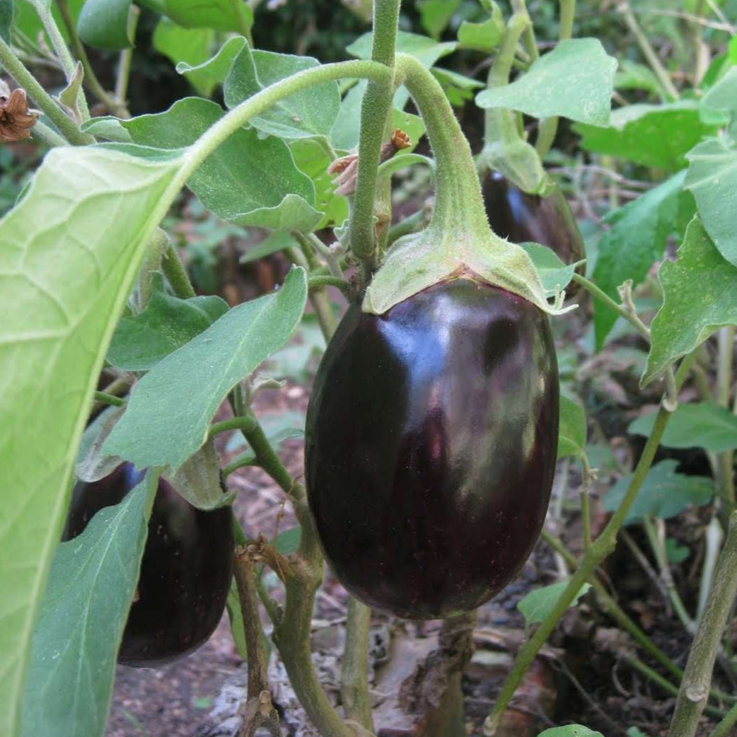 Brinjal (دیسی بینگن) 150+ Seeds