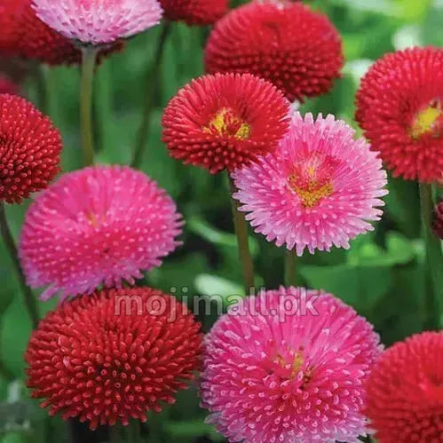 Close-up of pink and red English Daisy flowers with green leaves in the background