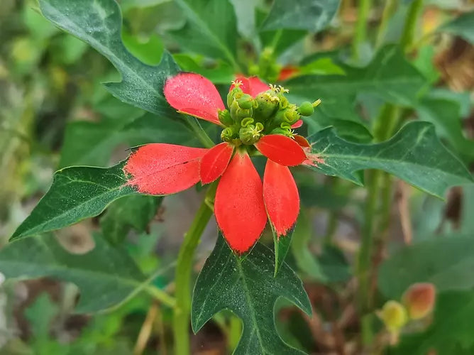 Fire-on-the-mountain (10 Seeds)
