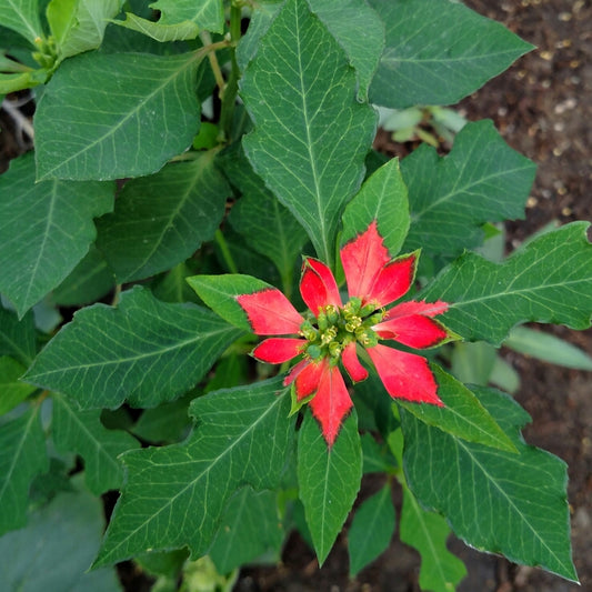 Fire-on-the-mountain – 10 Seeds (SUMMER)