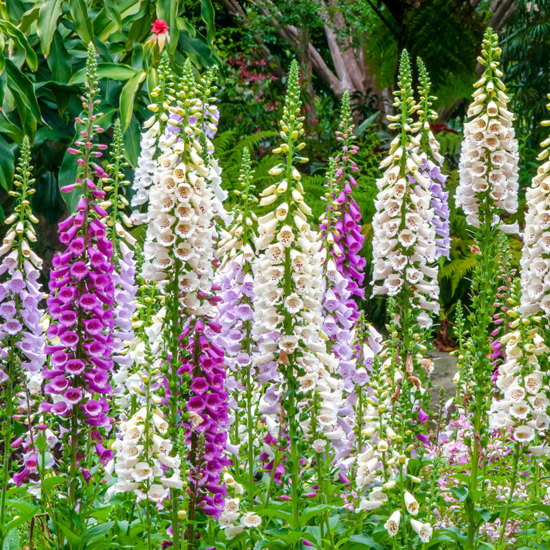 Colorful foxglove flowers in a garden setting