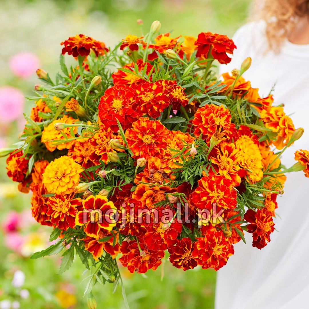 Bouquet of orange and yellow french marigold flowers held by a person in a garden setting.
