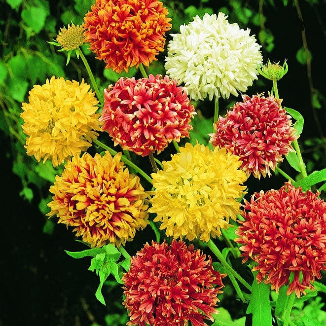 Gaillardia (Double Mixed) 150+ Seeds