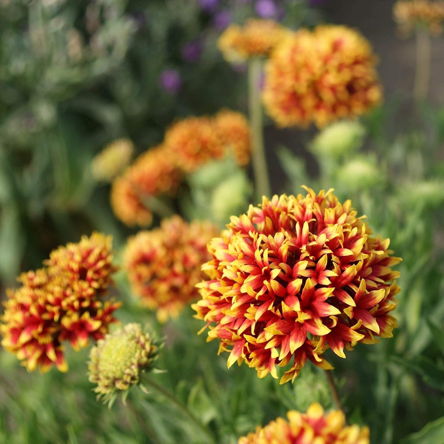 Gaillardia (Double Mixed) 150+ Seeds