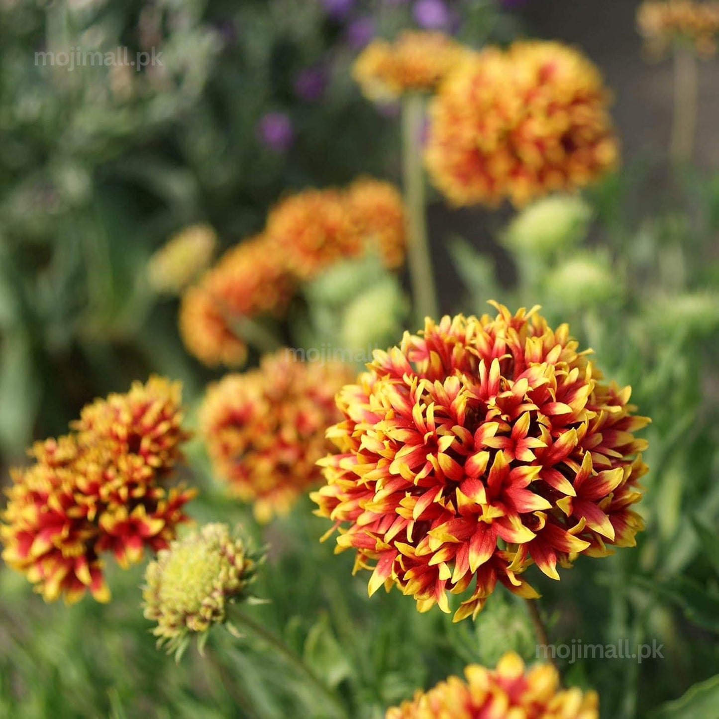 Gaillardia (Double Mixed) – 150+ Seeds-Moji Mall