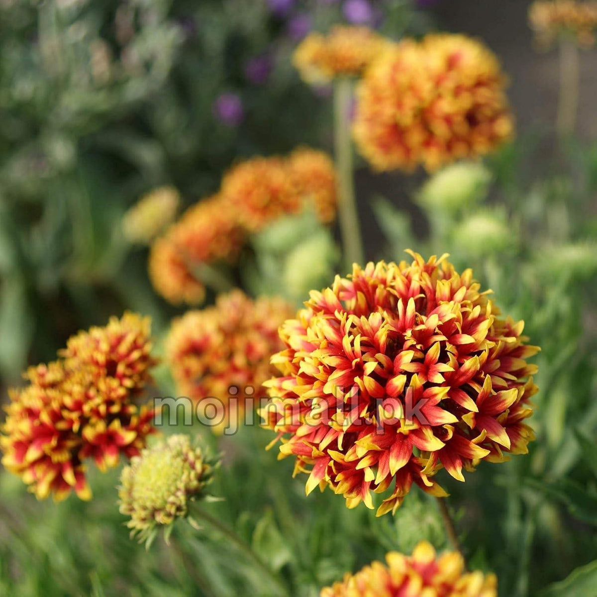 Gaillardia (Double Mixed) – 150+ Seeds-Moji Mall