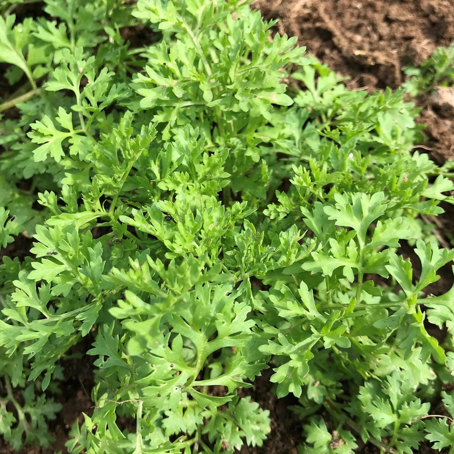 Garden Cress (ہالوں) - 300+ Seeds