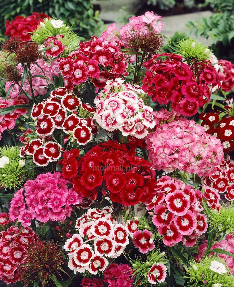 Sweet William Mix – 100+ Seeds-Moji Mall