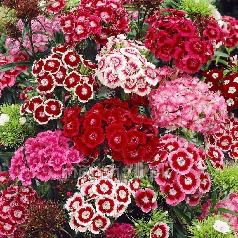 Sweet William Mix – 100+ Seeds-Moji Mall