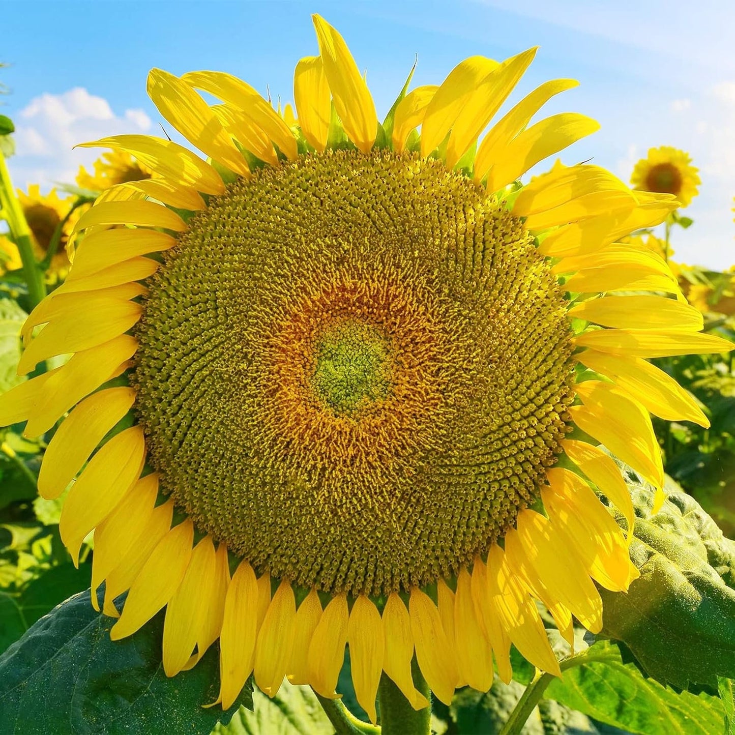 A close-up image of a vibrant yellow sunflower with a prominent flower head and numerous petals.