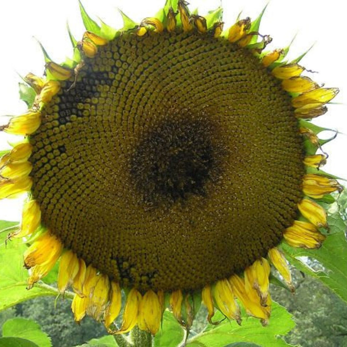 Giant Sunflower from Mojimall, grown from top-tier seeds, providing tall, sturdy plants with vibrant yellow petals that brighten up any garden.