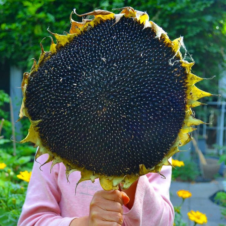 Person holding a large sunflower head with a blurred garden background
