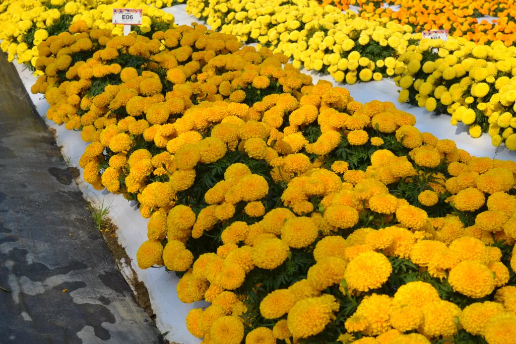 Tagetes (Gold) – F1 Hybrid Seeds