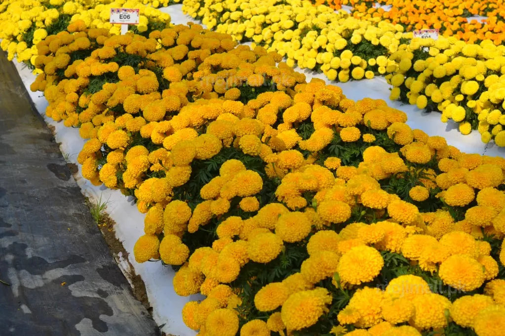 Tagetes (Gold) – F1 Hybrid Seeds-Moji Mall